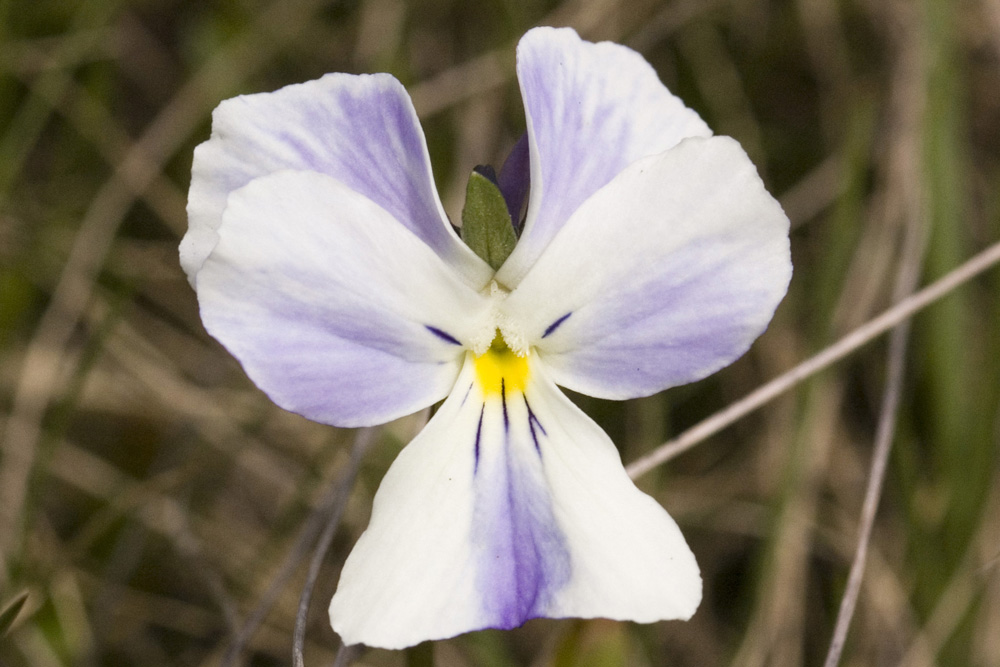Viola calcarata/Viola con sperone